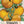 Yellow Brandywine Tomato Seeds For Planting (Lycopersicon esculentum)