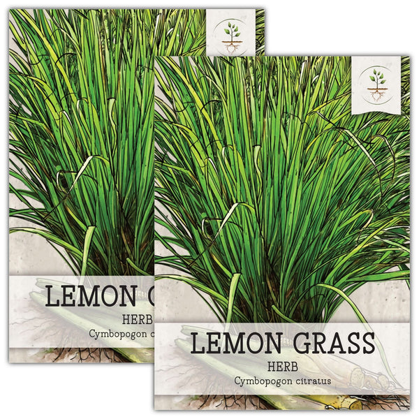 Lemon Grass Seeds For Planting (Cymbopogon citratus)