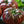 Cherokee Purple Tomato Seeds For Planting (Solanum lycopersicum)