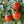Tiny Tim Tomato Seeds For Planting (Lycopersicon esculentum)