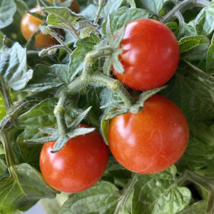 Tiny Tim Tomato Seeds For Planting (Lycopersicon esculentum)