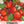 Tiny Tim Tomato Seeds For Planting (Lycopersicon esculentum)