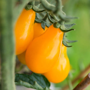 Yellow Pear Tomato Seeds For Planting (Solanum lycopersicum)