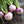 Purple Top White Globe Turnip Seeds For Planting (Brassica rapa)