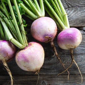 Purple Top White Globe Turnip Seeds For Planting (Brassica rapa)