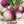 Purple Top White Globe Turnip Seeds For Planting (Brassica rapa)