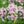 Common Valerian Herb Seeds For Planting (Valeriana officinalis)