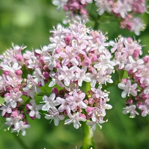 Common Valerian Herb Seeds For Planting (Valeriana officinalis)