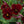 Arkwright Ruby Viola Seeds For Planting (Viola cornuta)