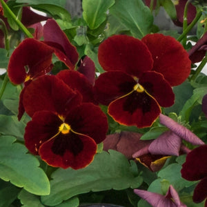 Arkwright Ruby Viola Seeds For Planting (Viola cornuta)
