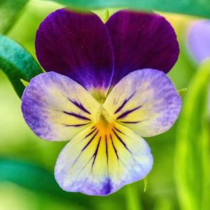 Johnny Jump Up Seeds For Planting, Helen Mount (Viola cornuta)