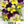 Johnny Jump Up Seeds For Planting, Helen Mount (Viola cornuta)