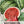 Cal Sweet Watermelon Seeds For Planting (Citrullus lanatus)