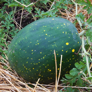 Moon & Stars Watermelon Seeds For Planting "Van Doren" (Citrullus lanatus)
