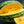 Mountain Sweet Yellow Watermelon Seeds For Planting (Citrullus lanatus)