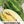 Mountain Sweet Yellow Watermelon Seeds For Planting (Citrullus lanatus)