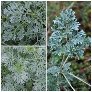 Wormwood Herb Seeds For Planting (Artemisis absinthium)