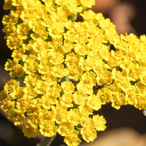 Gold Yarrow Seeds For Planting (Achillea filipendulina)
