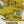 Gold Yarrow Seeds For Planting (Achillea filipendulina)