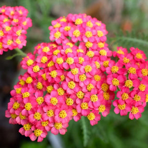 Red Yarrow Seeds For Planting (Achillea millefolium rubra)