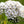 White Yarrow Seeds For Planting (Achillea millefolium)