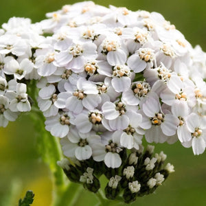 White Yarrow Seeds For Planting (Achillea millefolium)