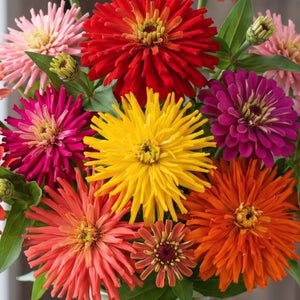 Cactus Zinnia Seeds For Planting Mixed Colors (Zinnia elegans)