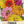 Cactus Zinnia Seeds For Planting Mixed Colors (Zinnia elegans)