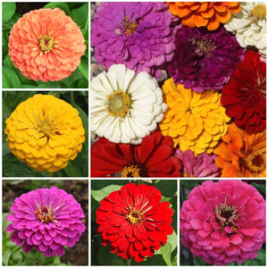 Giants Of California Zinnia Mixture (Zinnia elegans)
