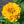 Canary Bird Zinnia Seeds For Planting (Zinnia elegans)