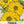 Canary Bird Zinnia Seeds For Planting (Zinnia elegans)