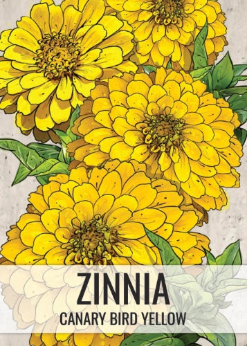 Canary Bird Zinnia Seeds For Planting (Zinnia elegans)