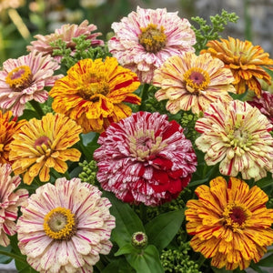 Candystripe Zinnia Mixture (Zinnia elegans)