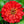Cherry Queen Zinnia Seeds For Planting (Zinnia elegans)