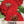 Cherry Queen Zinnia Seeds For Planting (Zinnia elegans)