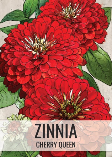 Cherry Queen Zinnia Seeds For Planting (Zinnia elegans)