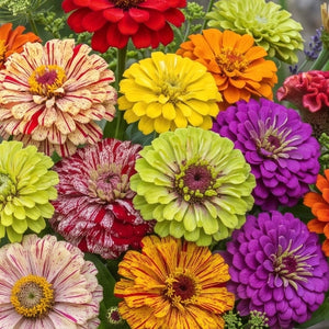 Crazy Zinnia Mixture (Zinnia elegans)