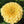 Isabellina Zinnia Seeds For Planting (Zinnia elegans)