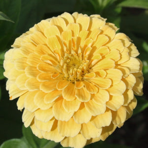 Isabellina Zinnia Seeds For Planting (Zinnia elegans)