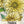 Isabellina Zinnia Seeds For Planting (Zinnia elegans)