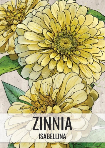 Isabellina Zinnia Seeds For Planting (Zinnia elegans)