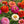 Pumila Zinnia Mixture (Zinnia elegans)