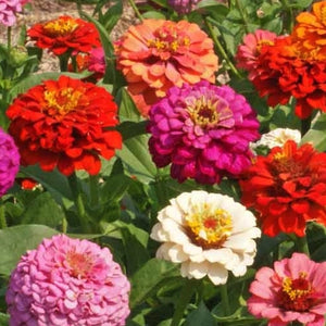 Pumila Zinnia Mixture (Zinnia elegans)