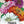 Pumila Zinnia Mixture (Zinnia elegans)