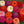 Lilliput Zinnia Mixture (Zinnia elegans)