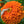 Orange King Zinnia Seeds For Planting (Zinnia elegans)