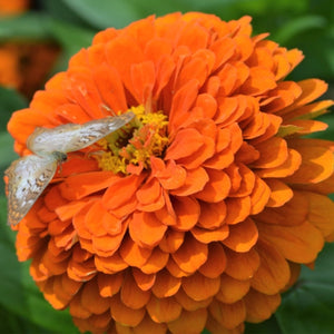 Orange King Zinnia Seeds For Planting (Zinnia elegans)