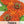 Orange King Zinnia Seeds For Planting (Zinnia elegans)