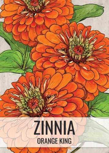 Orange King Zinnia Seeds For Planting (Zinnia elegans)