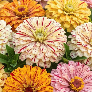 Peppermint Stick Zinnia Mixture (Zinnia elegans)